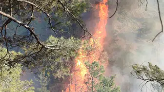 Hatay’da büyük tehlike! Orman yangını alev alev yayılıyor