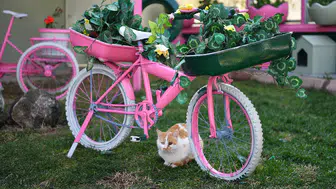 Sokak Kedileri İçin Tam Donanımlı Klinik!  Kedi Bakım Evi