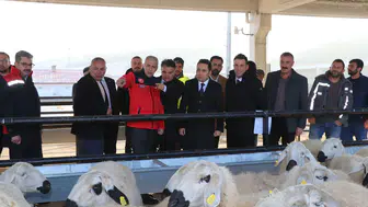 Yıldızeli'nde %70 Hibeli Koyun Desteğiyle Üretim Şahlanıyor