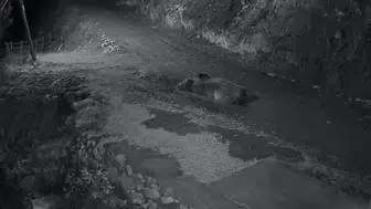 Evini talana uğratan ayıyı görünce kamyonetle üzerine sürdü