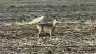 Hafik'te Şaşırtan Anlar: Nesli Tükenen Karaca Belirdi