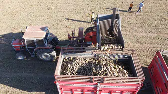 Şeker Pancarı Hasadı Sonunda Çiftçinin Yüzü Güldü!