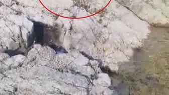 Cömert Balıkçı Yakaladığı Balığı Aç Kediyle Paylaştı