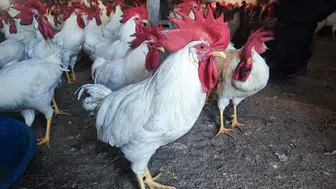 Emekli Öğretmenin Hobi İçin Kurdu: 3 Yılda 850 Hayvana Ulaştı!