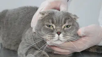 Doç. Dr. Takcı: Kedi-Köpek Kavgası Şehirde Neden Azaldı?