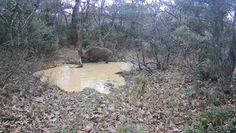 Ganos Ormanları'nda gece vakti domuz alarmı! Böyle görüntülendiler