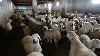 "Memur Olsaydım Bu Kadar Kazanamazdım" Diyen Besicinin Başarısı