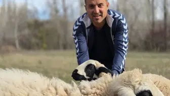 Kesecekti Kıyamadı: Koyunlara Antrenörlük Yapıyor!