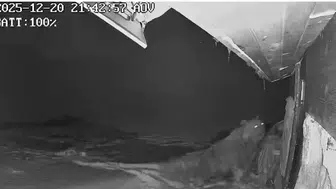 Yaylada ayı terörü! Çelik kapıyı paramparça etti