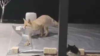 Tilki mamaya geldi, kedi tokadıyla geri döndü!