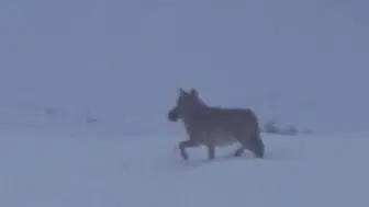 Zara-İmranlı Yolunda Şaşırtan Görüntü: Ağzında Ördek Taşıyan Kurt