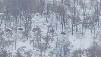 Soğuklar Yaban Hayatını Vurdu: Domuzlar Kapıya Dayandı!