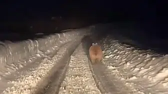 Kış Uykusuna Yatmayan Ayı Sivas’ta Vatandaşların Karşısına Çıktı