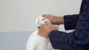 Sivas’ta Hayvanlar İçin 7/24 Kesintisiz Acil Sağlık Hizmeti!