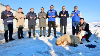 Sivas'ta Kar Sevinci: Belediye Bereket İçin Şükür Kurbanı Kesti