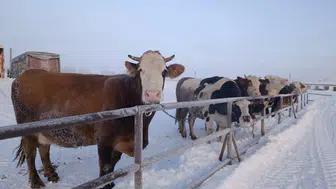 Türkiye’nin En Büyük Hayvan Pazarı Kar Yağışına Dayanamadı