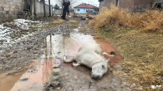 Vicdansızlık: At ve Eşeği Tüfekle Vurarak Öldürdüler!