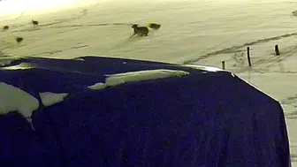 Aç Kurtların Köpek Avı Kamerada: Kurt Sürüsü Çiftliği Bastı