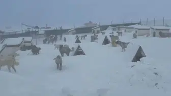 Sivas'ta Kar Boyu 4 Metreyi Aştı: Çiftlik Yolu Kapandı!