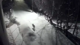 Tedirgin Eden Görüntü: Aç Kurtlar Kapıya Kadar Geldi