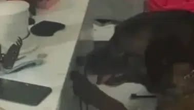 Sokak satıcılarına darbe: Ordu’da 3 tutuklama