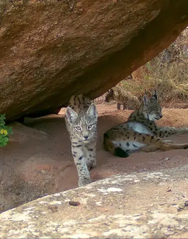 6 Yıllık Bekleyiş Bitti: Vaşak Ailesinin Oyunları Fotokapanda