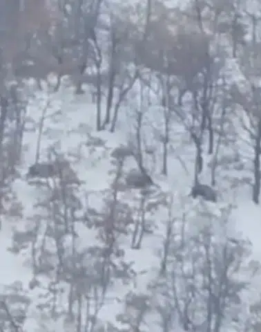 Soğuklar Yaban Hayatını Vurdu: Domuzlar Kapıya Dayandı!