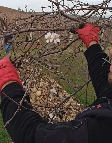 Sarıgöl’de Mevsime Aykırı Görüntü: Bademler Çiçeklendi