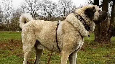 Sivas'ta Yetişen "Sivas Kangal Köpeği" Dünyaca Ünlü!