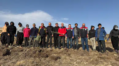 Sivas'ta Tuz Çalısı İle Meralar Yeşeriyor, Hayvancılık Güçleniyor