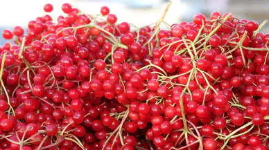 Gençlik İksiri Gilaburu: Doğal İksir Sofralarda Yerini Aldı