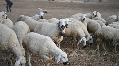 'Koyunlar Artıyor' Projesi Kırsal Kalkınmayı Hızlandırdı!