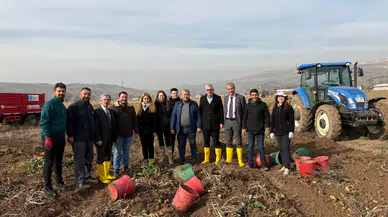 Organomineral Gübre İle Yetiştirilen Patatesler Hasat Ediliyor