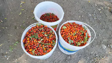 C Vitamini Deposu Kuşburnu: Dağlardan Sofralara Uzun Bir Yolculuk