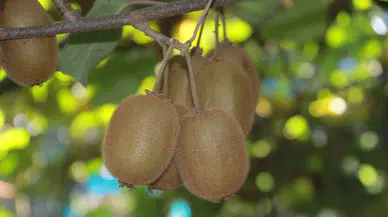 Coğrafi İşaretli: İl Ekonomisine 500 Milyon TL Katkı!