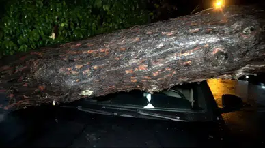 Dev Ağaç Devrildi: Araç ve Binada Hasar