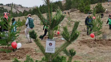21 Lokasyonda 90.000 Fidan: Sivas Geleceğe Nefes Oluyor