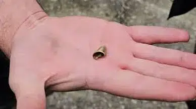 ‘Öldü’ sanılan kedi, bacağında mermiyle geri döndü