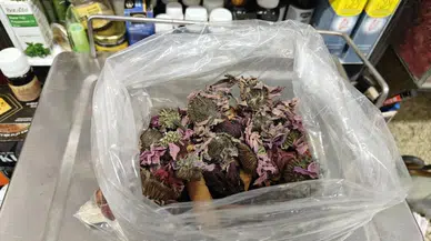 Aktardan Öksürüğe Bitkisel Çözüm