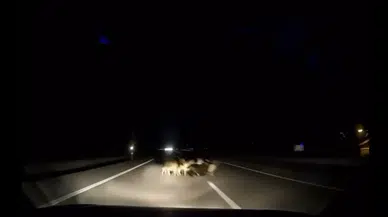 Facianın Eşiğinden Dönüldü: Koyunlar Telef Oldu!