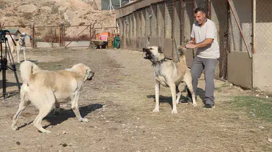 Kurtlar Neden Şehre İniyor? Uzmanından Ciddi Uyarı!