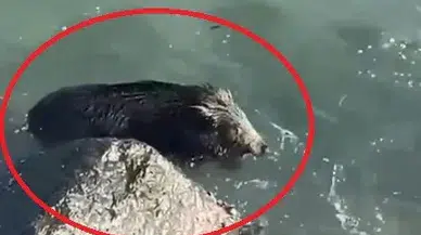 Yaban Domuzu Denize Girdi, Vatandaşlar Şaşkınlıkla İzledi