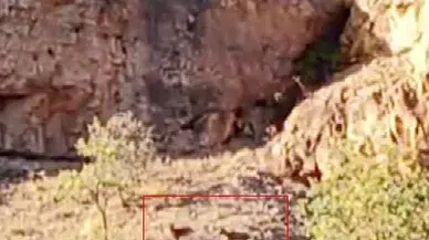 Malatya Arapgir'de Yaban Keçisi Sürüsü Kameralara Yakalandı