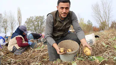 Sivas'ta Patates Mesaisi Uzuyor: Hasat Kasım Ortasına Sarktı!