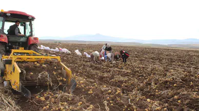 Bereketli Sezon: Tercan Patatesi Türkiye Pazarına Girdi