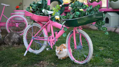 Sokak Kedileri İçin Tam Donanımlı Klinik!  Kedi Bakım Evi
