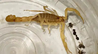 Zehrinin Litresi 10 Milyon Dolar Olan Akreplerle Yakalanan Şahsa Ceza