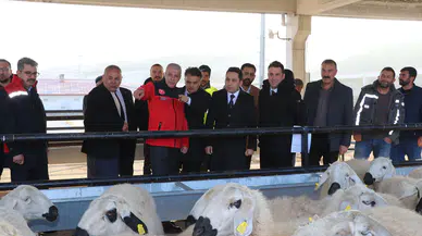 Yıldızeli'nde %70 Hibeli Koyun Desteğiyle Üretim Şahlanıyor