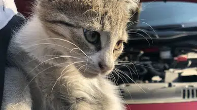 Kış Geldi! Motor Altındaki Tehlikeye Dikkat: Kaputa Vurmayı Unutmayın