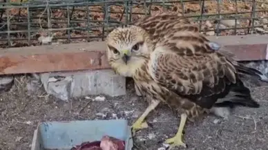 Yaban Hayatı Korunuyor: Tedavi Edilen Şahin Yuvasına Döndü